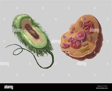 Cellula Procariote Disegno Immagini E Fotografie Stock Ad Alta