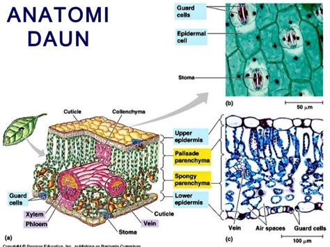 Gambar Irisan Melintang Daun Materi Belajar Online