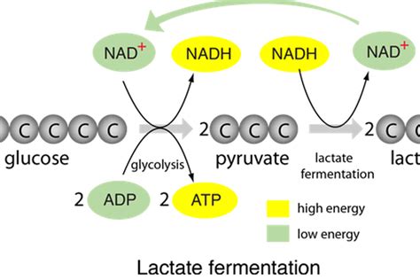 Perbedaan Fermentasi Alkohol Dan Fermentasi Asam Laktat