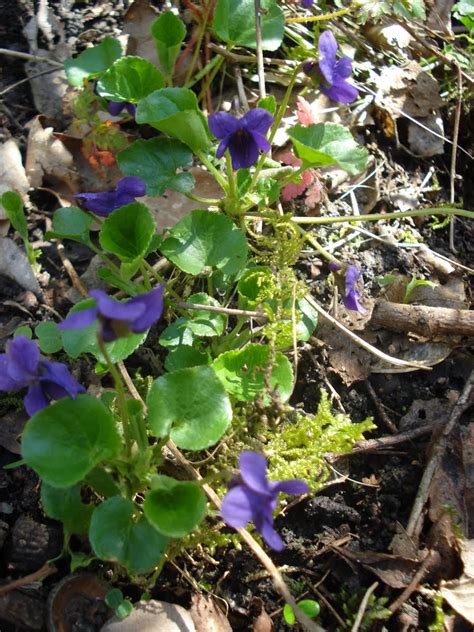 Viola Odorata Violette Odorante Violac Es Viola Odorat Flickr