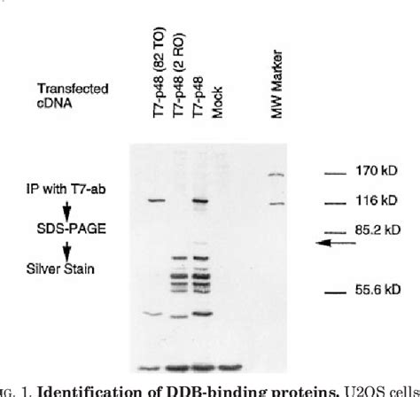 Figure From Cullin A Associates With The Uv Damaged Dna Binding