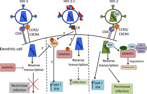 Frontiers Role Of Complement Receptors Crs On Dcs In Anti Hiv