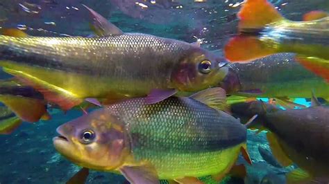 Flutua O Rio Da Prata Cardume De Peixes Piraputanga Brycon Hilarii