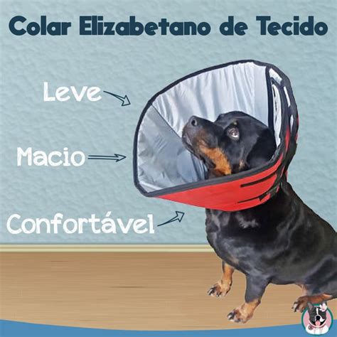 O Que Pode Substituir O Colar Elizabetano - Colar elizabetano | Peludo, Um colar, O colar