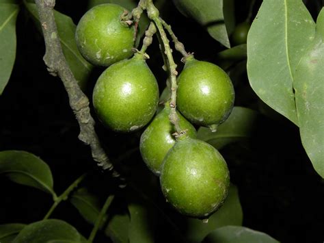 Spanish lime facts and health benefits