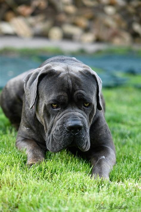 Cane Corso Dog Animal Free Photo On Pixabay