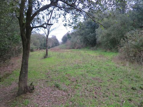 La Natura A La Baixa Tordera Centenars De Larves De Salamandra Comuna