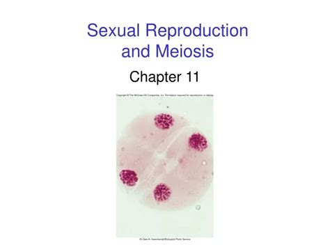 Ppt Sexual Reproduction And Meiosis Powerpoint Presentation Free