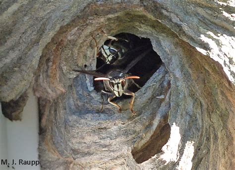 An inside look at baldfaced hornets, Dolichovespula maculata — Bug of ...