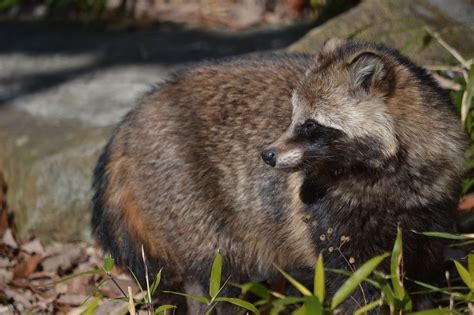 Japanese Raccoon Dog Tanuki Japan Wildlife Kyuhoshi