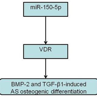 Schematic Diagram Of The Potential Role Of Mir P Vdr Pathway In