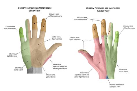 R165 Detailed Hand Anatomy By Isabella Wu Md Mph