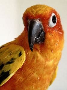 Conure Parrot Training