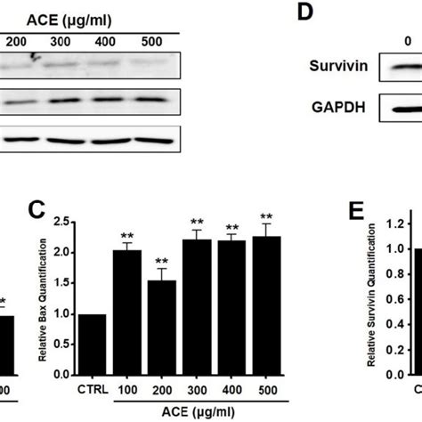 Effects Of ACE On BCl 2 Bax And Survivin Levels In AGS Cells A