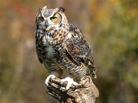 Great Horned Owl Photos