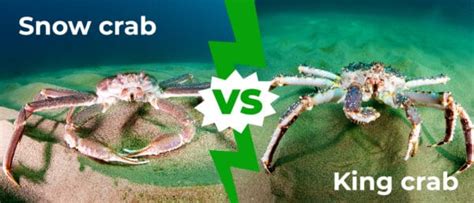 Snow Crab Vs King Crab 4 Key Differences Explained A Z Animals