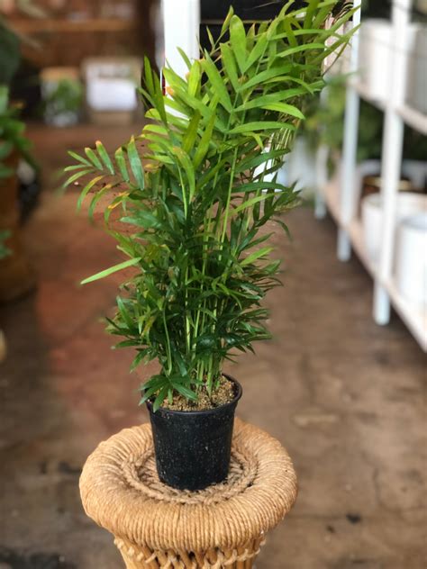 Parlor Palm (Neanthe Bella) 3"-6” – Botanica