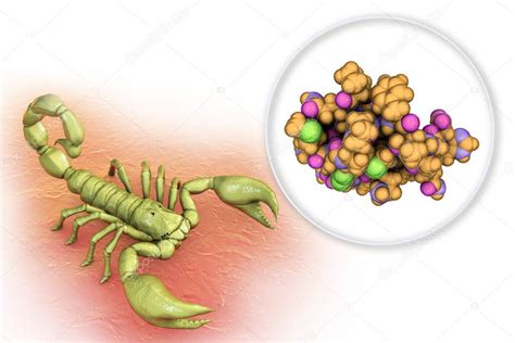 Mol Cula De Clorotoxina De Escorpi N Ilustraci N D Un P Ptido Del