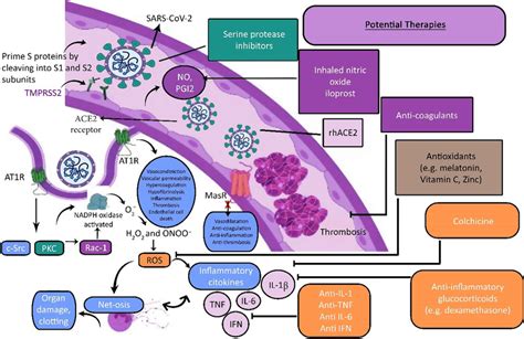 This Figure Depicts The Mechanism Of Endothelial Dysfunction And