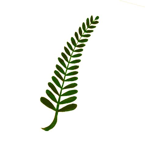 Fern Svg