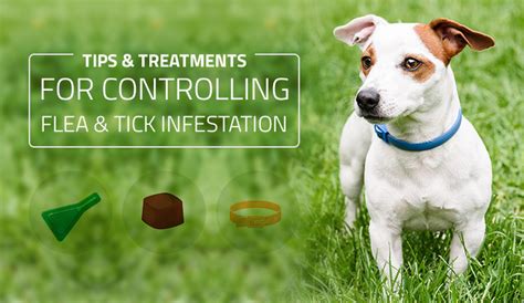 Tips And Treatments For Controlling Flea And Tick Infestation