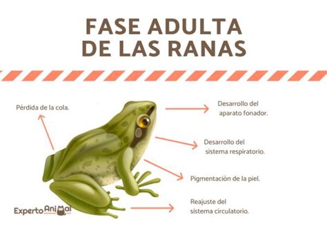 Ciclo De Vida De Las Ranas Etapas Desarrollo Y Fotos