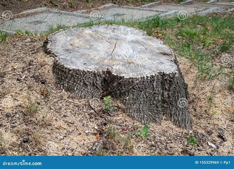 Cut Tree Stump Oak Trunk Old Timber Stock Image Image Of Texture