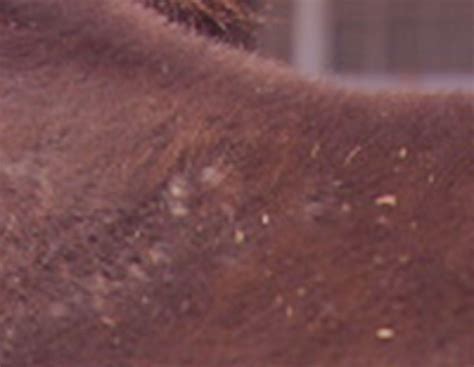 All About Rain Rot On Horses Heres How To Identify And Treat This