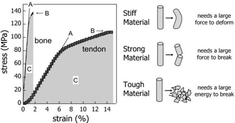 Typical Stress Strain Curve Of Bone Material And Tendon Open I