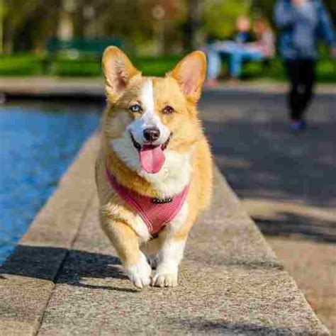 12 Cool Facts About Corgi