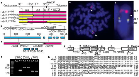 Positional Cloning Strategy Of The Sex Determining Region And