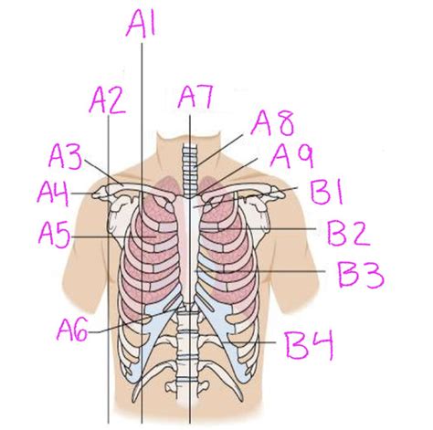 EMT Class Anatomy Flashcards Quizlet