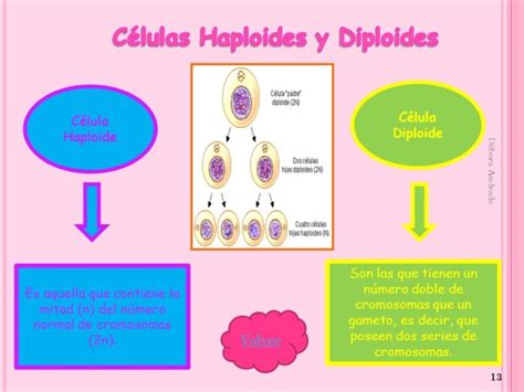 Cuadros Comparativos Entre Células Diploides Y Células Haploides Cuadro Comparativo