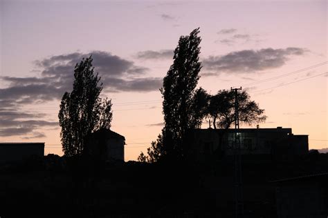 Silhouette Photography of Tree during Sunset · Free Stock Photo