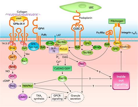 New Concepts And Mechanisms Of Platelet Activation Signaling Physiology