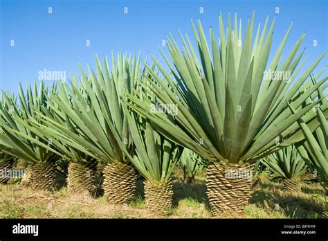 What Are Sisal Trees at Fernando Smith blog