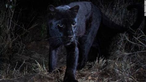 Rare Black Leopard Black Panther Spotted In Africa For The First Time