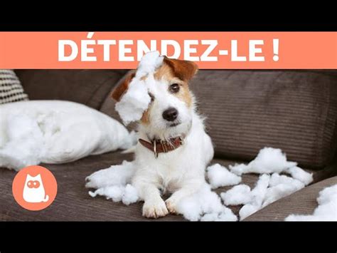 Mon Chien Est Tr S Stress Que Faire Techniques Pour Le