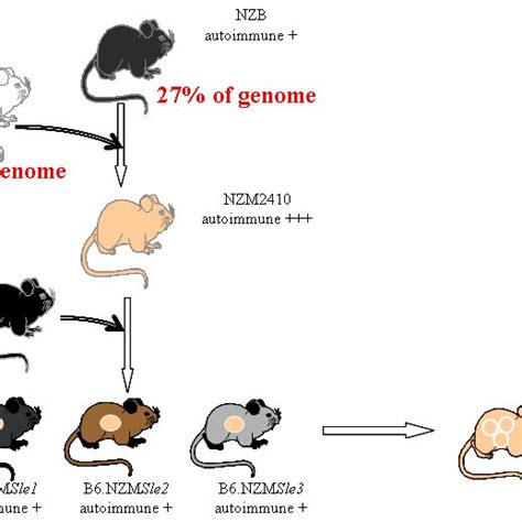 Nzm Lupus Mouse Model The Nzm Mouse Was Derived From Nzb And