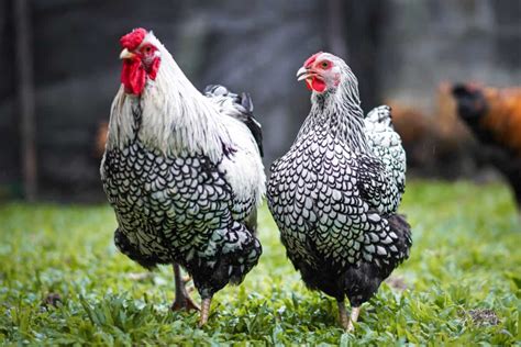 Silver Laced Wyandotte Breed Profile Facts And Pictures