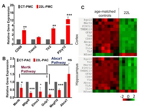 Cells Free Full Text Phagocytic Activities Of Reactive Microglia