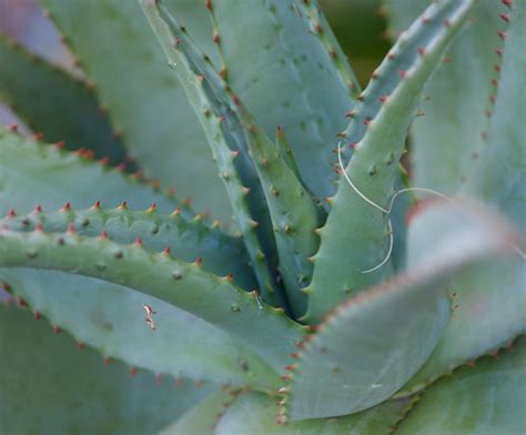 Cape Aloe - Palm Garden NZ