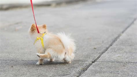 Perro Que Orina Sangre A Qu Se Debe