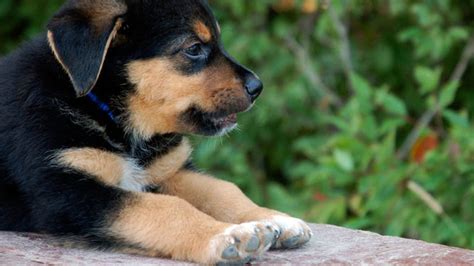 Todo Sobre El Perro Rottweiler Precios Tipos Carácter Cuidados Alimentación Fotos Videos