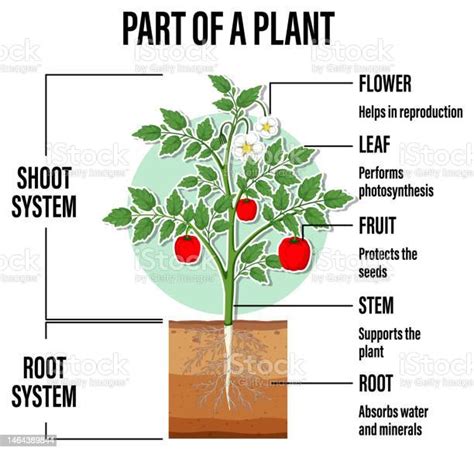 Diagram Memperlihatkan Bagianbagian Tanaman Ilustrasi Stok Unduh Gambar Sekarang Akar