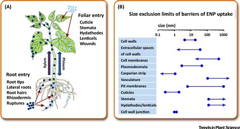 Nanotechnology A New Opportunity In Plant Sciences Trends In Plant Science