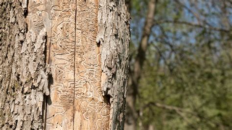 Invasive Emerald Ash Borers Destroy Millions Of Trees — Scientists Seek To Control Them With