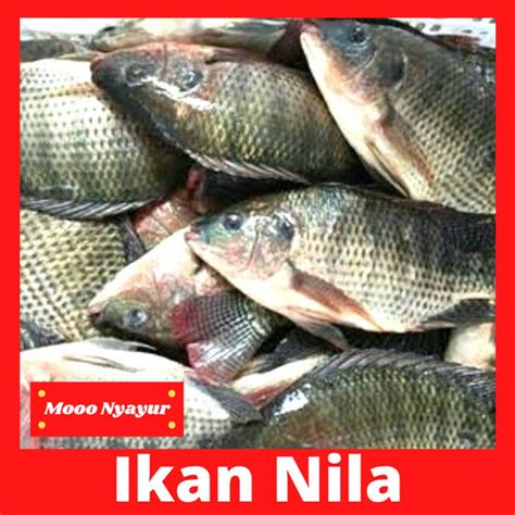 Jual Ikan Nila Segar Nila Hitam Fresh Pasar Murah Bekasi 1 Kg Kota