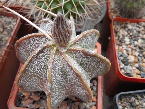 Astrophytum Niveum Cv Weisse Stachel Cactus Shop