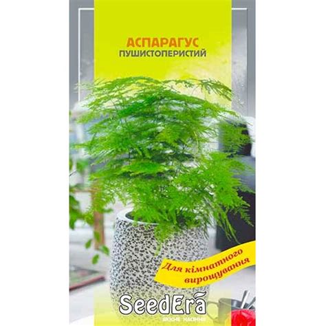 Аспарагус декоративний Seedera (72951): купити насіння поштою в Україні ...